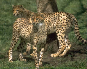 gcheeta1.jpg